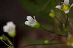 Appalachian stitchwort